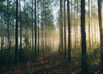 How to Set the Number of Trees in Random Forest