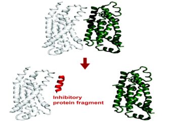 AI system predicts protein fragments that can bind to or inhibit a target | MIT News